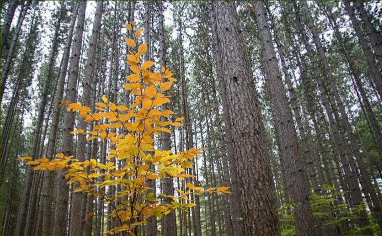 Cedar forest pic 2.jpg (459313 bytes)