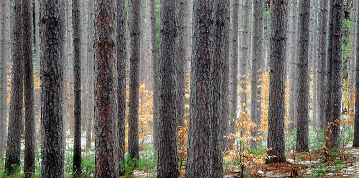 Cedar forest pic.jpg (302580 bytes)